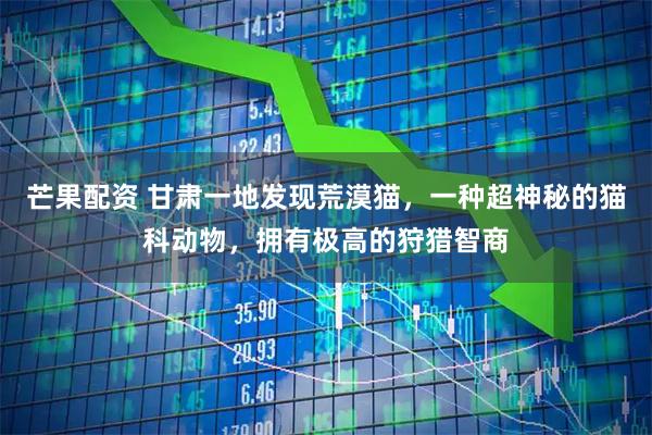 芒果配资 甘肃一地发现荒漠猫，一种超神秘的猫科动物，拥有极高的狩猎智商